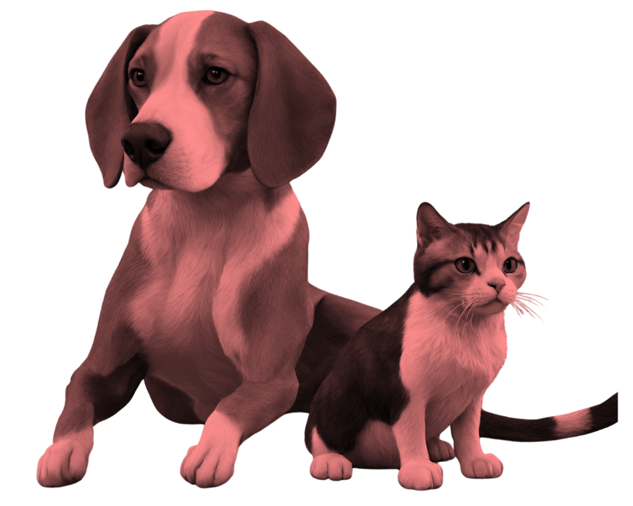 Assurance animaux